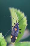 Capsodes flavomarginatus