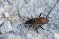 Panaorus adspersus