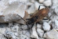 Panaorus adspersus