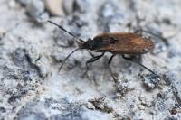 Panaorus adspersus