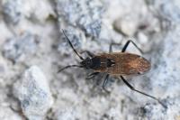 Panaorus adspersus