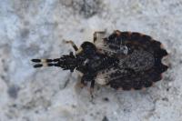 Aradus versicolor
