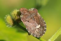 Dyroderes umbraculatus