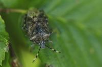 Rhaphigaster nebulosa