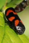 Cercopis vulnerata
