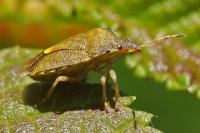 Peribalus strictus vernalis