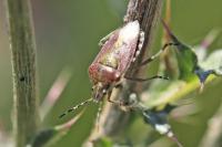 Dolycoris baccarum