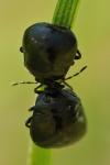 Coptosoma scutellatum
