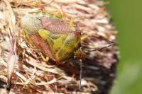 Carpocoris purpureipennis