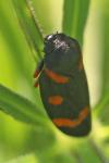 Cercopis intermedia