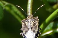Rhaphigaster nebulosa