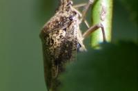 Rhaphigaster nebulosa