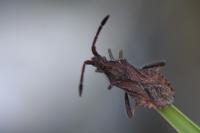 Coriomeris denticulatus