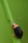 Capsus ater