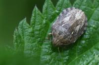 Eurygaster maura