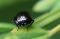 Coptosoma scutellatum