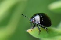 Coptosoma scutellatum