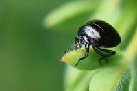 Coptosoma scutellatum