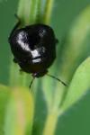 Coptosoma scutellatum