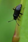 Capsus ater