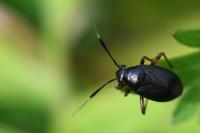 Capsus ater