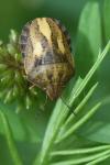 Eurygaster testudinaria