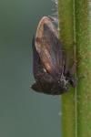 Centrotus cornutus