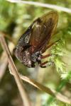 Centrotus cornutus