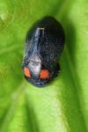 Penthimia nigra