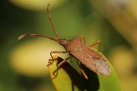 Gonocerus acuteangulatus