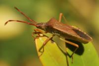 Gonocerus acuteangulatus