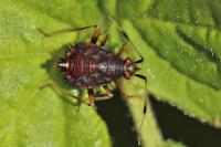 Deraeocoris ruber