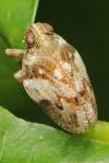 Issus coleoptratus