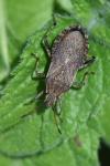 Ceraleptus gracilicornis