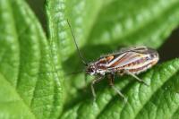 Horistus orientalis