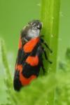 Cercopis vulnerata