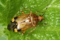 Deraeocoris flavilinea