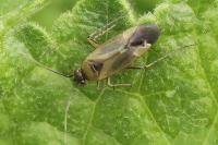 Plagiognathus arbustorum