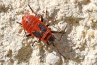 Pyrrhocoris apterus