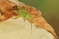 Closterotomus norwegicus