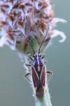 Horistus orientalis