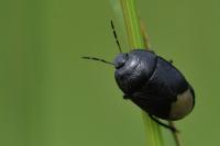 Sehirus