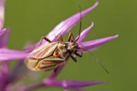 Horistus orientalis