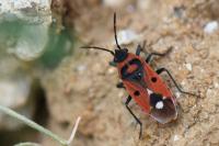 Melanocoryphus albomaculatus