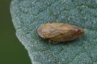 Philaenus spumarius