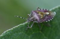 Dolycoris baccarum