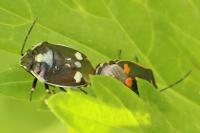 Eurydema oleracea