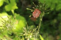Graphosoma italicum
