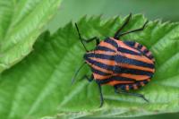 Graphosoma italicum
