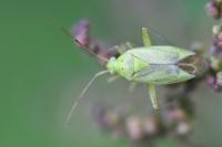 Closterotomus norwegicus